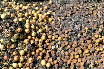 A pile of rotten pears and apples in the ground
