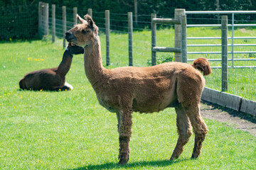 Llama standing on field in farm in Yarmouth, Isle of Wight, United Kingdom
