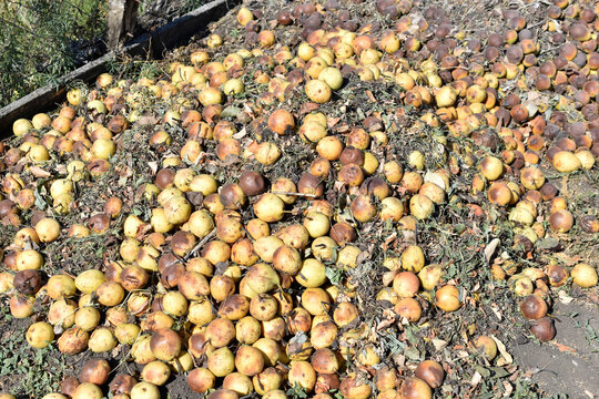 A Pile Of Rotten Pears And Apples In The Ground