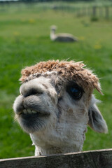 Obraz premium Close-up of alpaca behind fence in farm in Yarmouth, Isle of Wight, United Kingdom