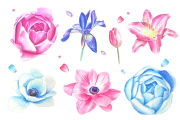 Watercolor set of flowers.  Elements for design on white background.