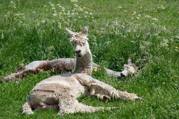 Obraz premium Close-up of alpacas resting in field in farm in Yarmouth, Isle of Wight, United Kingdom