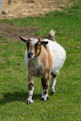 Naklejka na ściany i meble Cute goat in farm in Yarmouth, Isle of Wight, United Kingdom