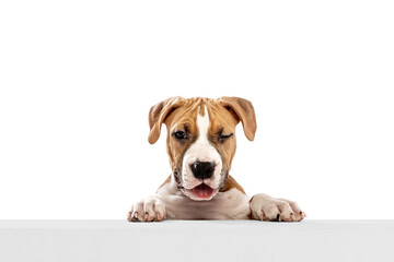 Close-up beautiful dog, American Staffordshire Terrier looking at camera isolated over white...