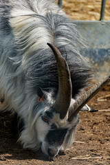Close-up of British pygmy goat in farm in Yarmouth, Isle of Wight, United Kingdom