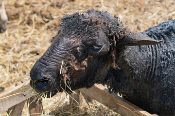 Close-up of shorn black Wensleydale sheep in farm in Yarmouth, Isle of Wight, United Kingdom