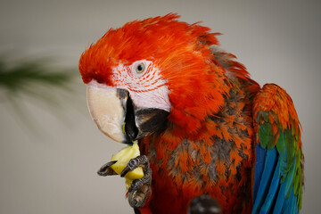 Perroquet ara rouge et bleu © Sébastien