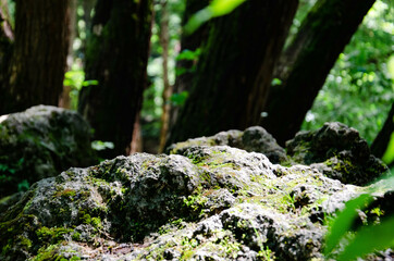 Big rocks with the hole for product in front with beautiful green background in forest. Trees in...