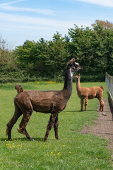 Fototapeta premium Brown and orange llamas in farm in Yarmouth, Isle of Wight, United Kingdom