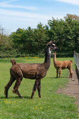 Brown and orange llamas in farm in Yarmouth, Isle of Wight, United Kingdom