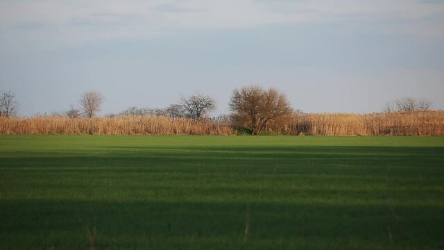 Everning in the field