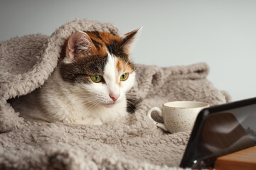 A multicolored cat lies under a beige blanket and watches a video on a smartphone