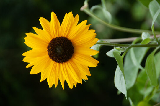 Natural landscape, beautiful flower garden, yellow color sunflower flower, green leaves in the background, macro photo