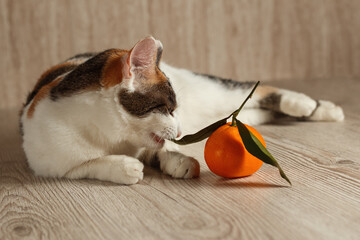 A tricolor cat is playing with a tangerine