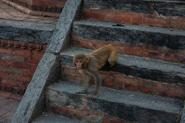 Monkey