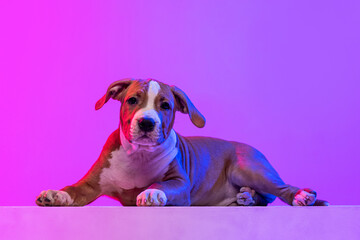 American Staffordshire Terrier isolated over studio background in neon gradient pink light filter. Concept of beauty, breed, pets, animal life.