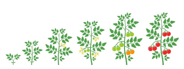 Crop stages of tomato plant. Isolated tomato on white background