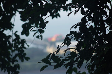 silhouette of a tree