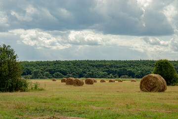 Large haystacks on the field against the backdrop of a natural landscape, cloudy sky. Preparing food for animals.
