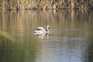 Young swan swimming on rippled lake closeup with selective focus on foreground