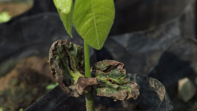 Cocoa trees are growing new on the farm