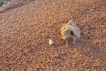 A shell on the sandy shore of the Red Sea.