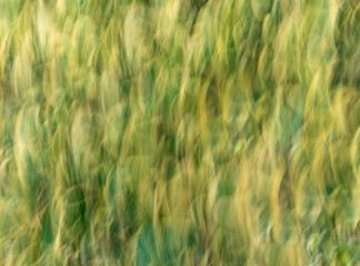 Abstract photo - intentional camera movement (ICM ) technique to create a dreamy, moody artistic background photo of blurry subjects - lines