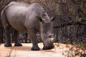 One young White rhinoceros standing in the dirt road facing the camera full length