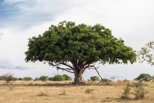 An old large Wild fig tree standing tall in the Savannah grassland