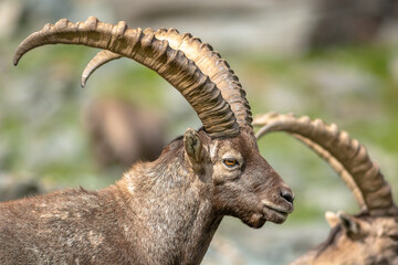Ibex in the rocky mountains of the Italian Alps.