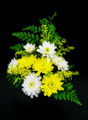 Illuminated chrysanthemum flowers on the black background.