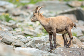 Naklejka na ściany i meble Ibex in the rocky mountains of the Italian Alps.