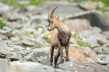 Naklejka na ściany i meble Ibex in the rocky mountains of the Italian Alps.