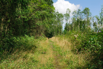 Killykeen forest park