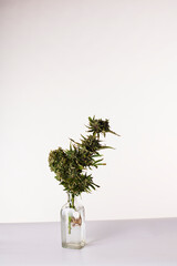 a bouquet of marijuana in a vase on a white background
