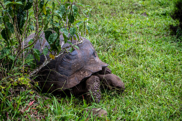 Fototapeta premium ancient large amphibious tortoises in natural conditions in the tropical forest in the Galapagos Islands 