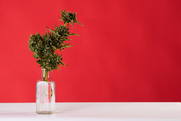 a bouquet of marijuana in a vase on a red background