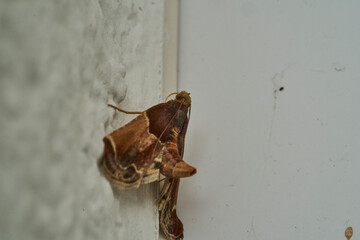 Brown moth sitting on a white wall