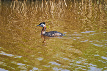 great crested grebe, Podiceps cristatus, is a water bird