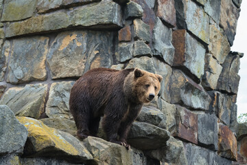 Fototapeta premium watching from above brown bear