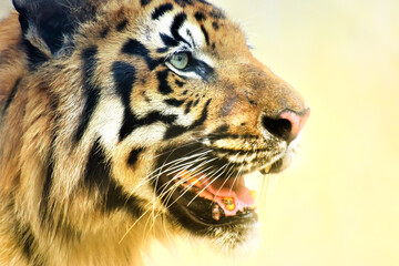Beautiful angry face of Royal Bengal Tiger , Panthera Tigris, West Bengal, India - tinted image . It is largest cat species and endangered , only found in Sundarban mangrove forest.