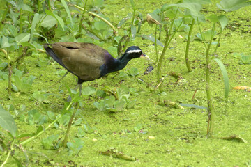 Bronze-winged Jacana Bird, Metopidius indicus, walking beside green leaves