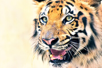 Beautiful angry face of Royal Bengal Tiger , Panthera Tigris, West Bengal, India - tinted image . It is largest cat species and endangered , only found in Sundarban mangrove forest.