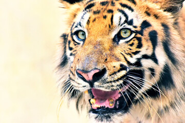 Beautiful angry face of Royal Bengal Tiger , Panthera Tigris, West Bengal, India - tinted image ....