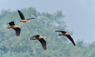 Birds, lesser whistling duck -Dendrocygna javanica, also known as Indian whistling duck or lesser whistling teal, species of whistling duck