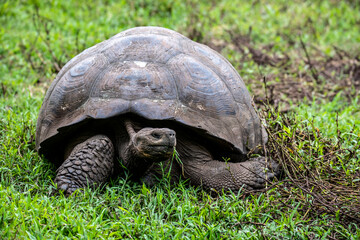 Fototapeta premium Galapagos tortoises in a tropical forest in natural conditions giant galapagos skull in natural rainforest 