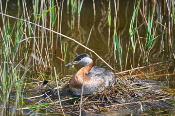 great crested grebe, Podiceps cristatus, is a water bird