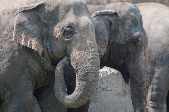 Nice group of elephants eating vegetables, Kolkata, West Bengal, India. Outdoor stock image.