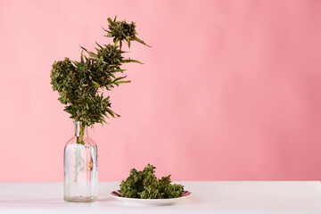 bouquet of marijuana in pot vase with buds of weed on pink background - obrazy, fototapety, plakaty