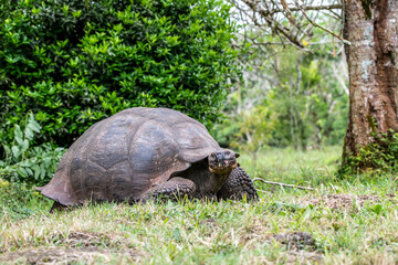 Galapagos tortoises in a tropical forest in natural conditions
giant galapagos skull in natural rainforest 